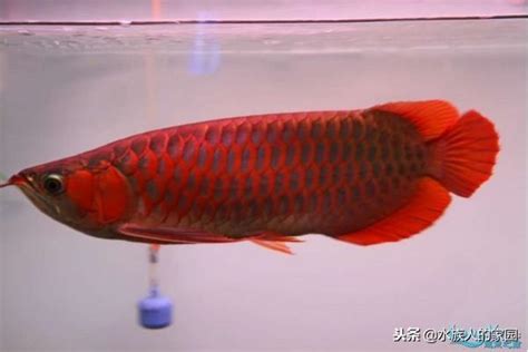 紅龍飼養|｜龍魚｜成長分享～紅龍魚怎麼養才會紅 ..